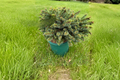 Sid’s Starfish Spruce Live Plant - Picea abies ‘Sid’s Starfish’ 2 Gallon Pot