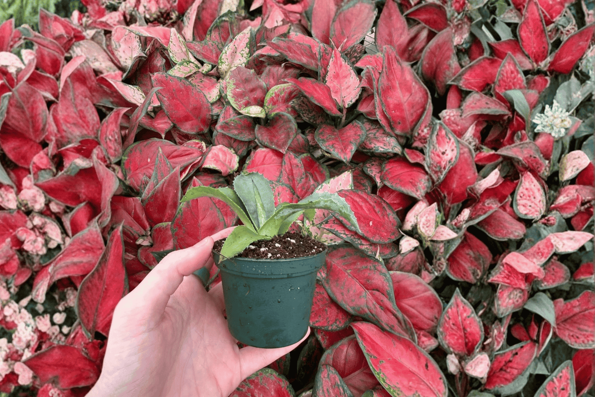 Agave Mr. Ripple Starter Plants (2) – Bare Root, 2-Inch Nursery Size