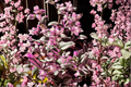 Tradescantia Nanouk Live Cuttings - 5 Pack (4–8 in) Pink Green Cream Variegation