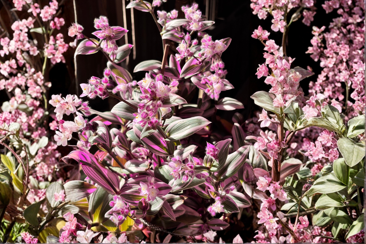 Tradescantia Nanouk Live Cuttings - 5 Pack (4–8 in) Pink Green Cream Variegation