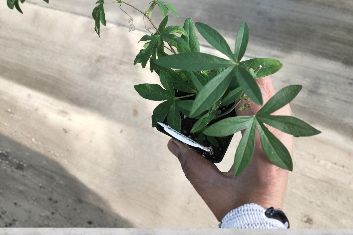 Blue Passion Flower Passiflora caerulea Live Plant - 1 Foot Tall Climbing Vine