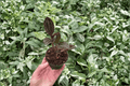 Ludisia discolor Jewel Orchid Starter Plants (2) Tissue Culture, Bare Root