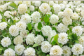 Popcorn Viburnum Live Plant 1 Gallon | Viburnum plicatum f. plicatum ‘Popcorn’