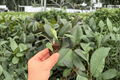 Alocasia Metallic Blue - 2 Live Starter Plants | 2-Inch Starter Format