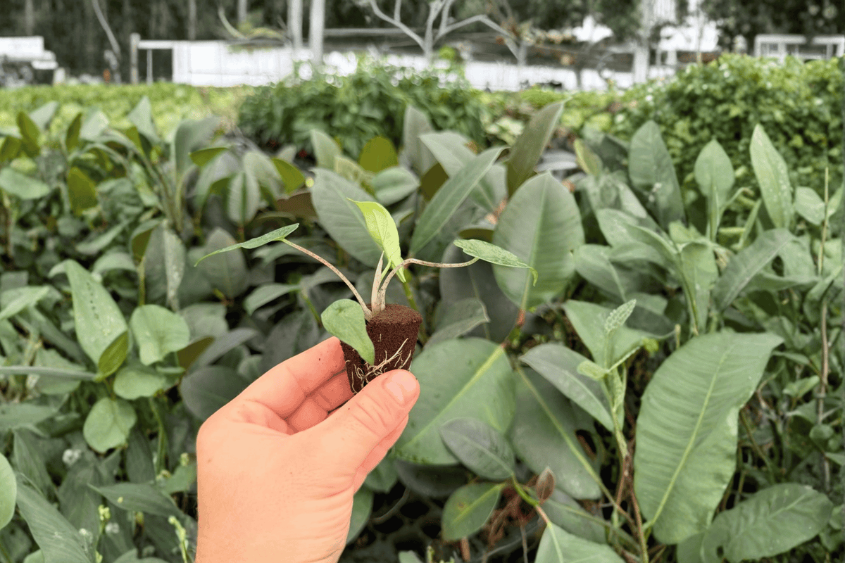 Alocasia Metallic Blue - 2 Live Starter Plants | 2-Inch Starter Format