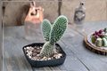 White Bunny Ears Cactus Opuntia microdasys — 2 Inch Rooted Cutting