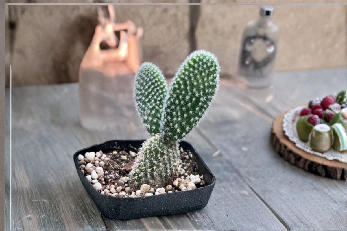 White Bunny Ears Cactus Opuntia microdasys — 2 Inch Rooted Cutting