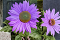 Purple Sunflower Seeds - Exotic Helianthus annuus, 10 Seeds, Outdoor Garden