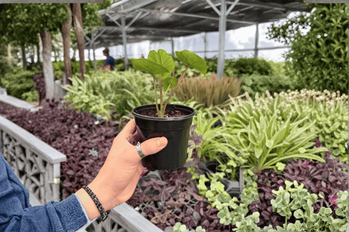 Alocasia Platinum Bisma – 2 Live Plants in 4-Inch Pots