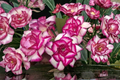 Pink Lady Rose Seeds - 20 Seeds, Pink Flower, Ornamental Seed Pack