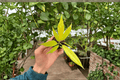 Philodendron Golden Crocodile Starter Plants - 2 Live Bare Root Cuttings in Soil Pod