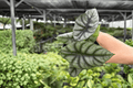 Alocasia White Dragon Live Plant Pair (2 Exact) - 4-inch Pots