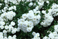 White Drift Groundcover Rose Rosa 'Meizorland' - 1 Quart Live Plant