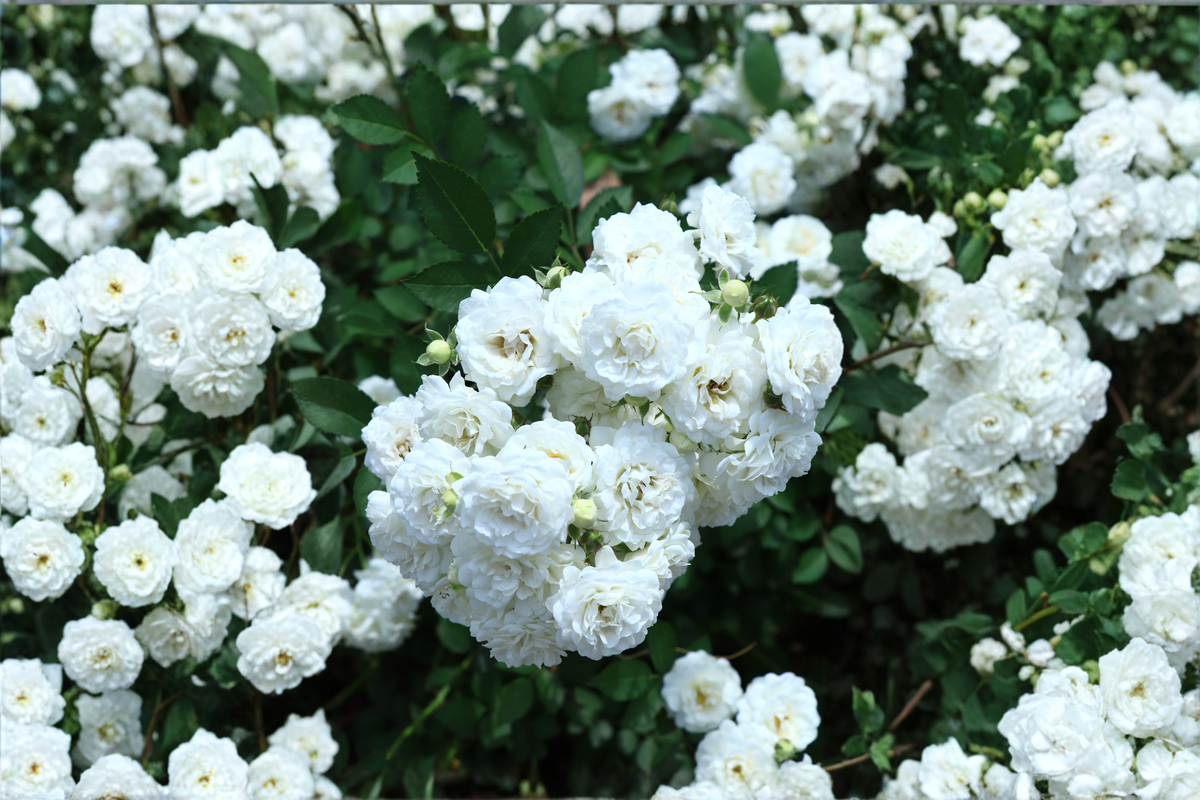 White Drift Groundcover Rose Rosa 'Meizorland' - 1 Quart Live Plant