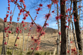 Jean Louis Witch Hazel Bare Root 12-Inch Live Plant Hamamelis × intermedia ‘Jean-Louis’
