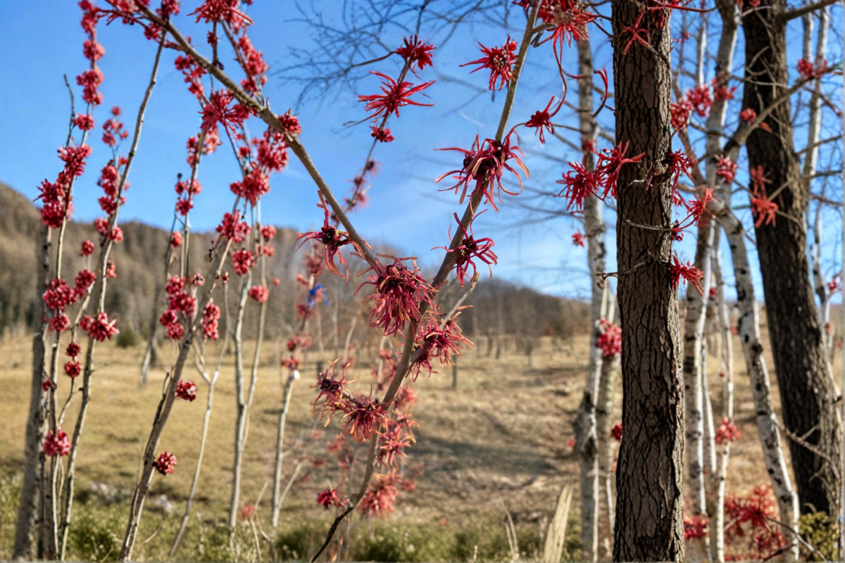 Jean Louis Witch Hazel Bare Root 12-Inch Live Plant Hamamelis × intermedia ‘Jean-Louis’