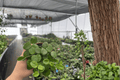 Hoya Mathilde Splash - 2 Live Plants in 4-Inch Pots (Bare-Root Shipping Verification)