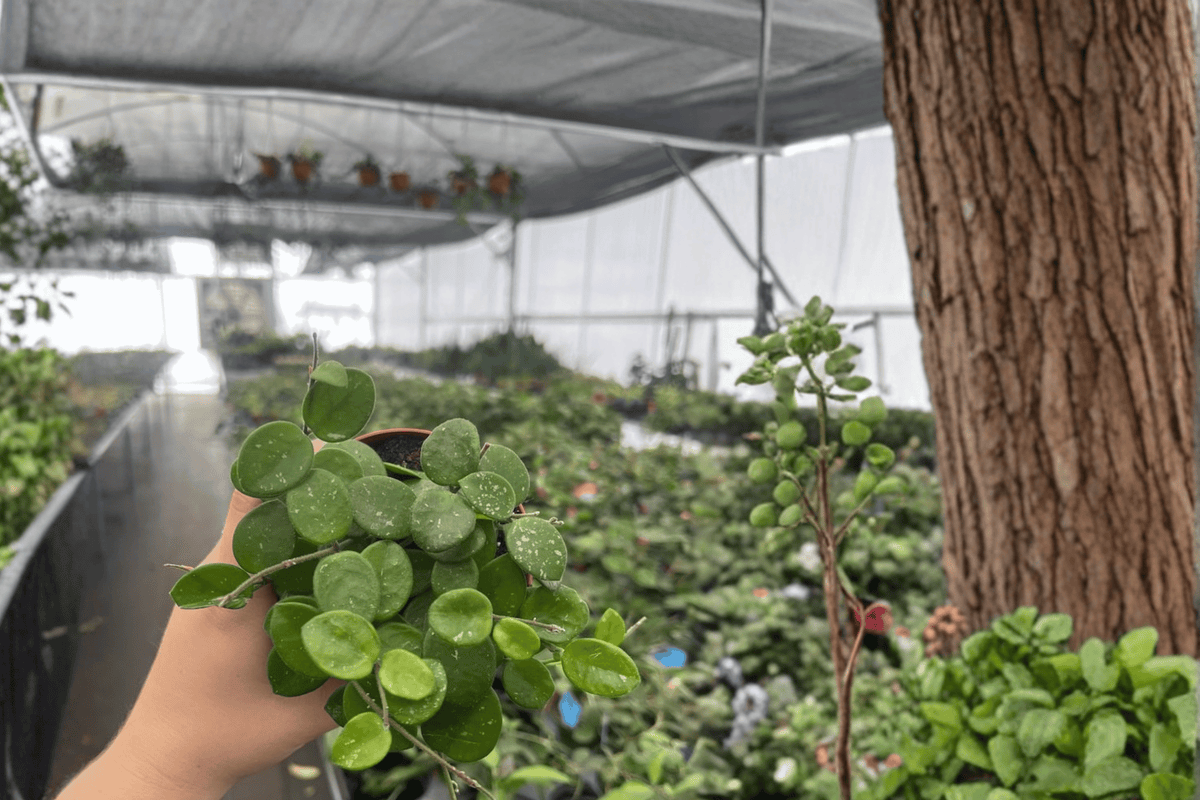 Hoya Mathilde Splash - 2 Live Plants in 4-Inch Pots (Bare-Root Shipping Verification)