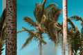Green Malayan Dwarf Coconut Palm Live Plant - 4–10 Inches Tall (Cocos nucifera)