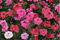 Sweetheart Kisses Moss Verbena Live Plant - 4-Inch Pot