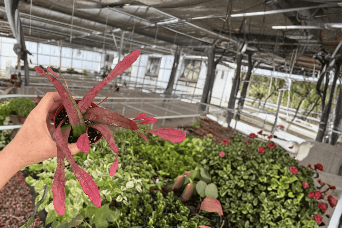 Epiphyllum Red Tip Live Plants (2) in 4-Inch Pots – Epiphyllum 'Red Tip'