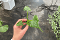 Alocasia triangularis Starter Plants (2) – Bare Root
