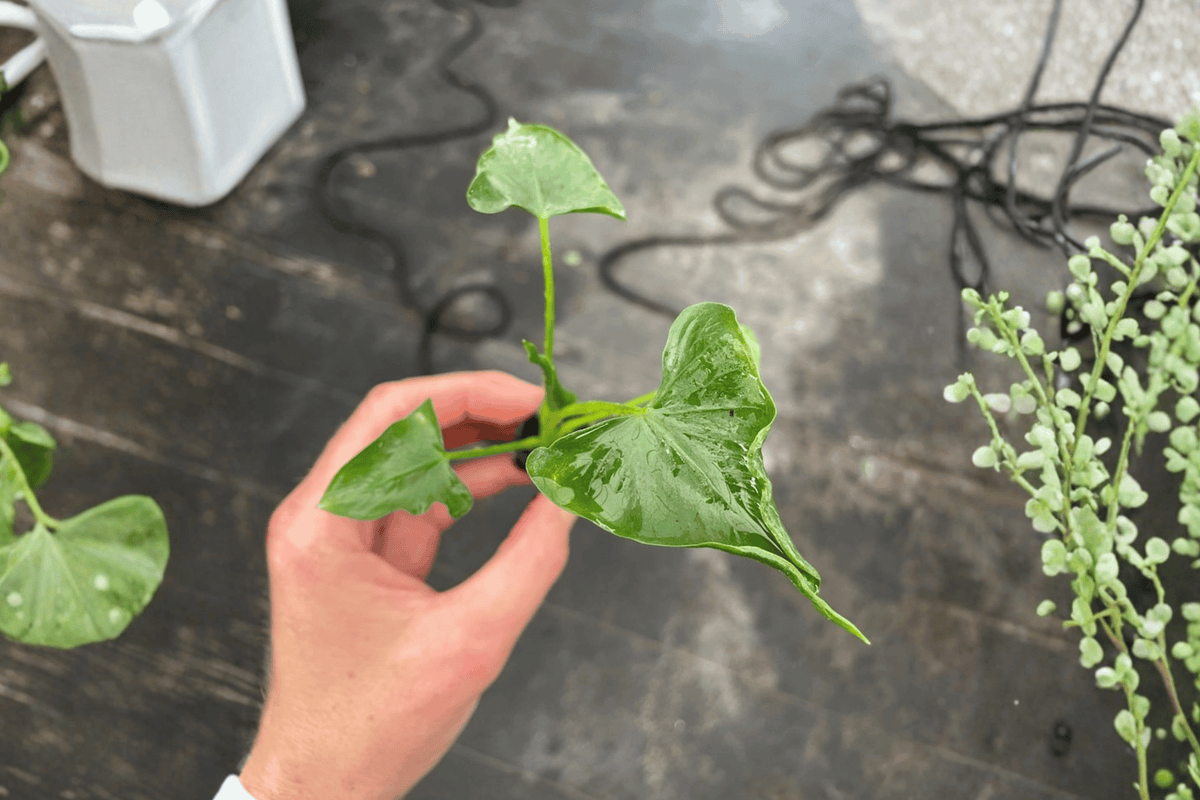 Alocasia triangularis Starter Plants (2) – Bare Root