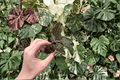 Ludisia discolor Jewel Orchid Starter Plants (2) Bare Root