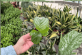 Calathea Orbifolia Goeppertia orbifolia - 2 Live Starter Plants (2-Inch) in Soil Pod
