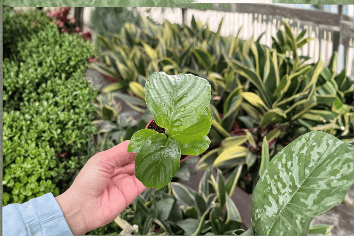 Calathea Orbifolia Goeppertia orbifolia - 2 Live Starter Plants (2-Inch) in Soil Pod