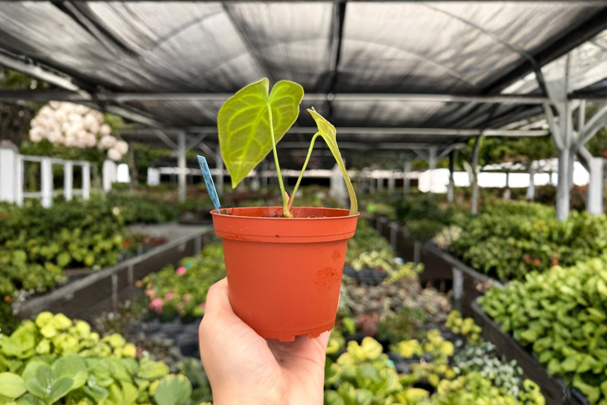 Anthropurium Silver Blush × Silver Mask Hybrid Live Plants - 2 Unrooted? Actually rooted 4-inch potted