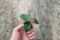 Anthurium Ace of Spades × Papillilaminum Starter Plants — 2 Bare Root Live Anthurium Hybrids