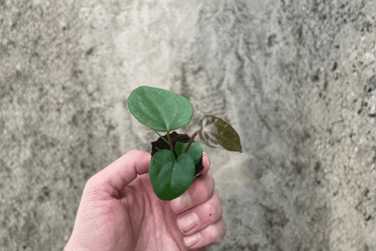 Anthurium Ace of Spades × Papillilaminum Starter Plants — 2 Bare Root Live Anthurium Hybrids