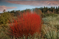 Red Twig Dogwood Cardinal (Cornus sericea 'Cardinal') - 4-Inch Pot, Live Starter Plant