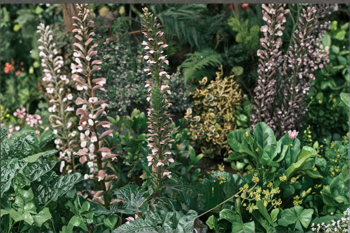 Bear's Breeches Live Plant (Acanthus mollis) – Purple-White Flowering Perennial, Starter Plant