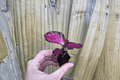 Calathea Crimson Starter Plants (Goeppertia picturata ‘Crimson’) — 2 Bare-Root Starter Plants