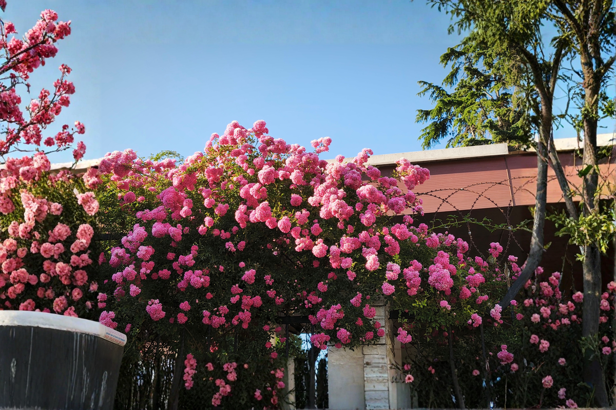 New Dawn Pink Climbing Rose Live Plant - 1 Quart Pot, Rosa 'New Dawn' (Climbing Rose)