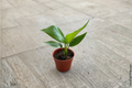 Bird of Paradise Live Plant - 4 Inch Pot, Fully Rooted Strelitzia Indoor Houseplant