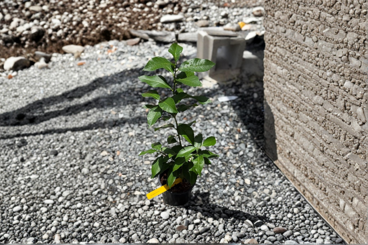 Grafted Lemon Tree - Citrus Limon, 5-Inch Pot | Live Starter Plant