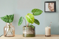 Philodendron Gloriosum Live Plant Starter Plant / Rooted Cutting
