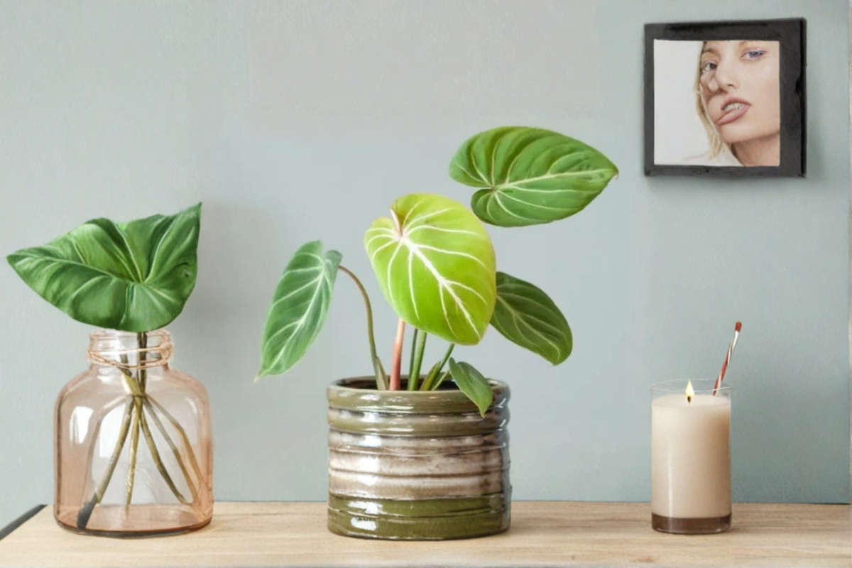 Philodendron Gloriosum Live Plant Starter Plant / Rooted Cutting