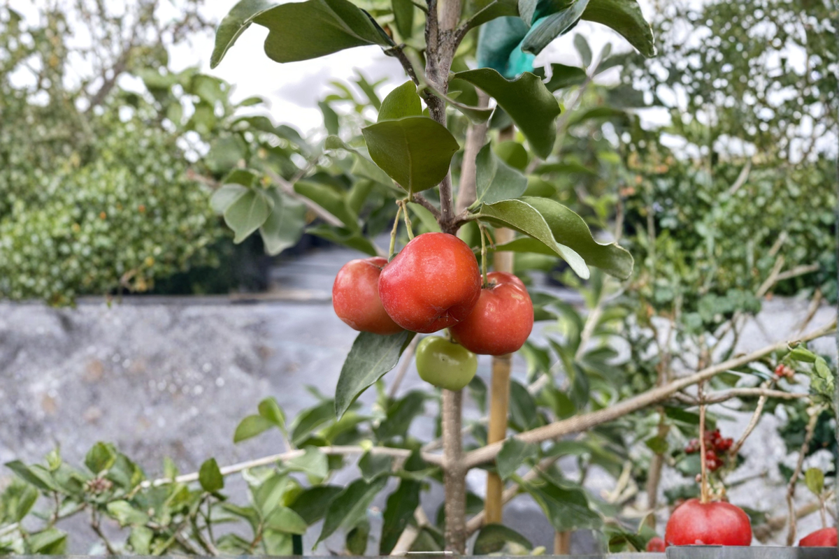 Barbados Cherry Barbados Cherry Tree Florida Sweet 2-Gallon Live Plant