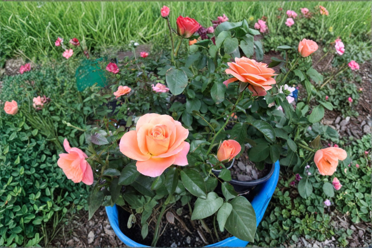 New Year Rose Grandiflora 5 Gallon Live Plant Orange Blooms