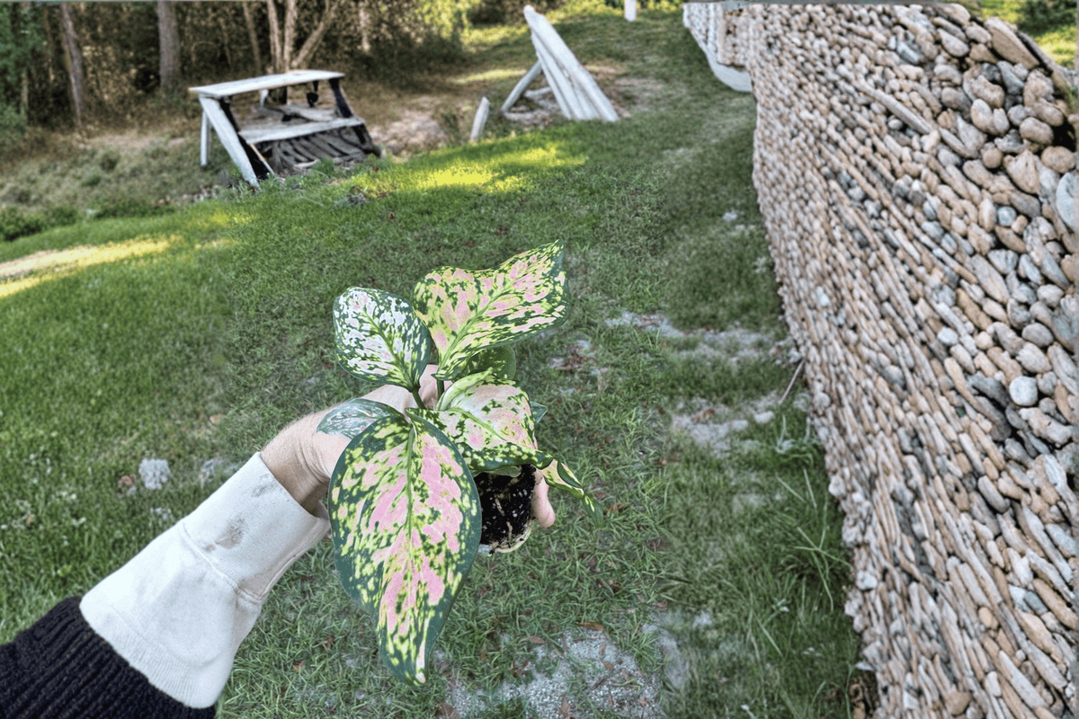 Aglaonema Wishes Starter Plants (2) | Bare Root, 2-Inch Pots