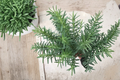 Salem Rosemary Live Plant - Rooted Salvia rosmarinus Perennial Herb (Shipped Without Pot)