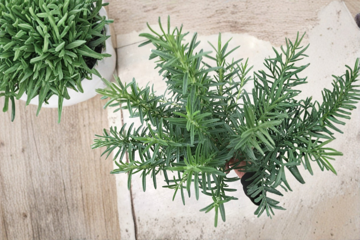 Salem Rosemary Live Plant - Rooted Salvia rosmarinus Perennial Herb (Shipped Without Pot)
