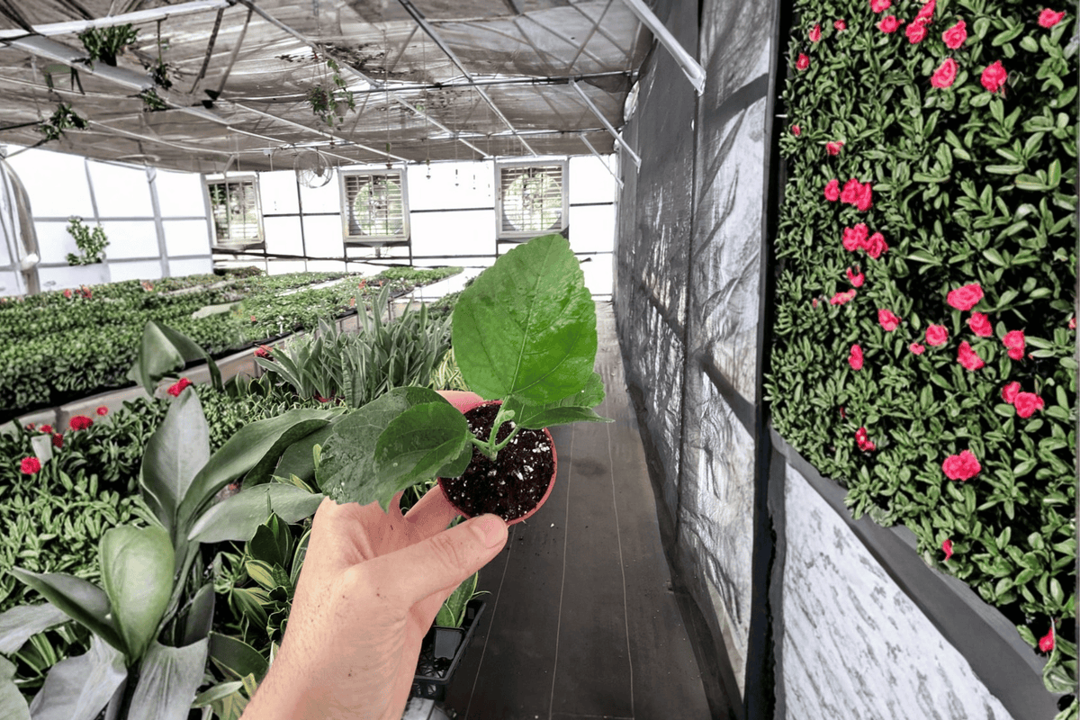 Sweet Persuasion Hibiscus Live Starter Plant (Hibiscus rosa-sinensis) – 2-Inch Cultivation Size, Bare Root
