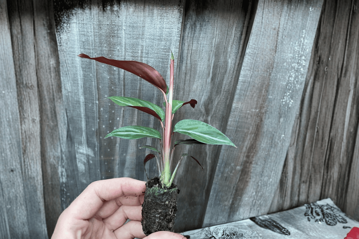 Calathea Sanguinea (Goeppertia sanguinea) - 2 Live Starter Plants, 2-Inch Pots