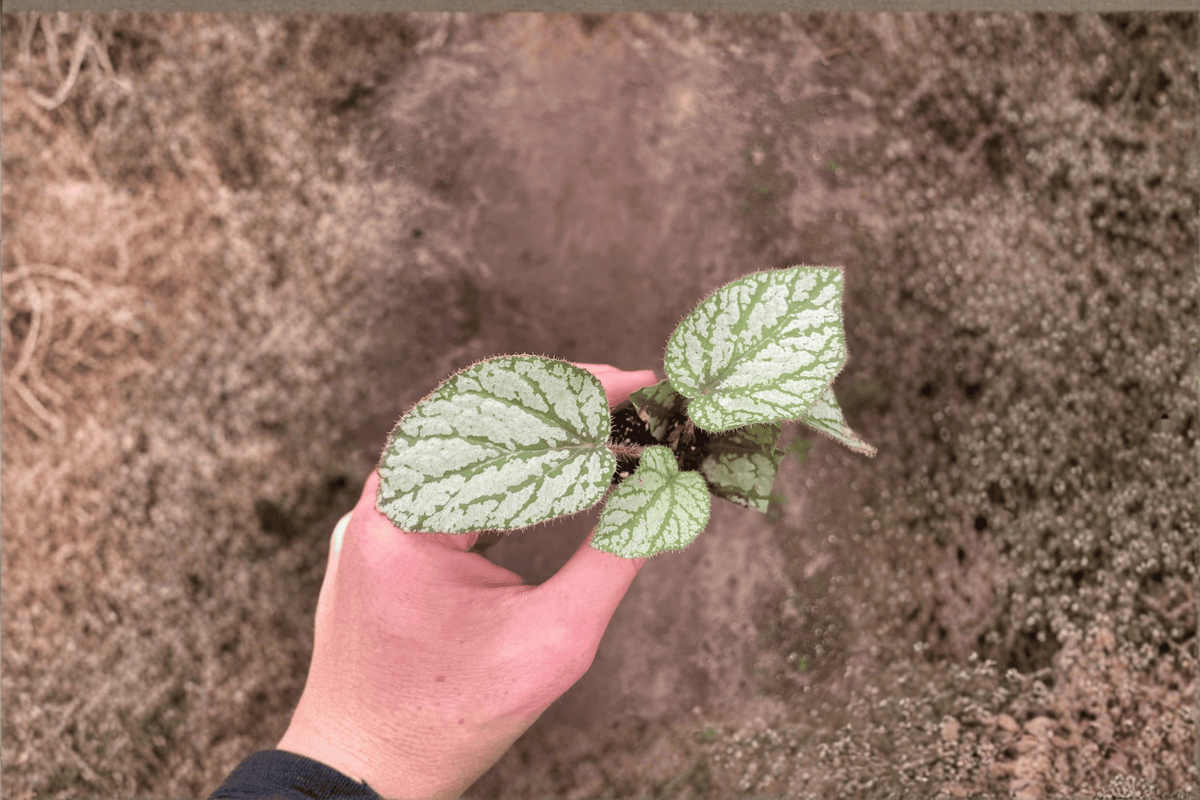 Begonia U309 Starter Plants – 2 Bare-Root Begonia U309 (Not in Pots)