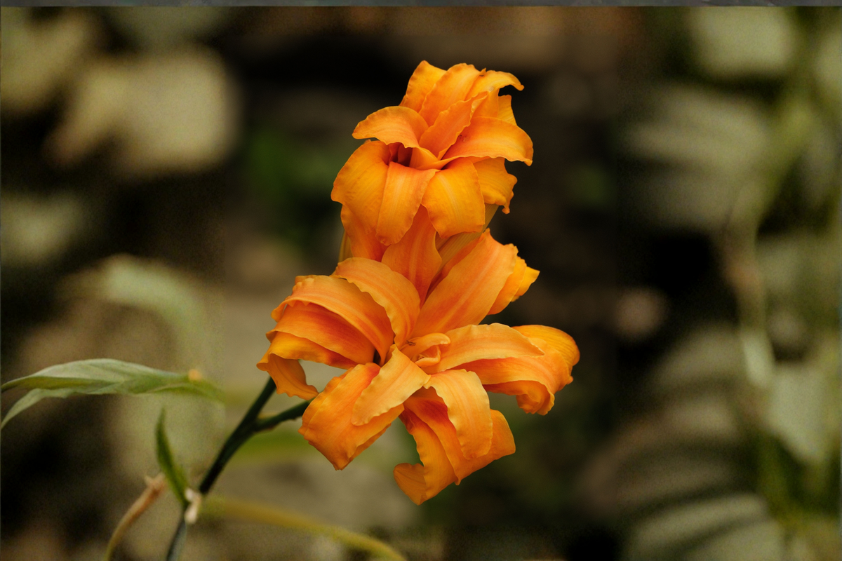 Kwanso Daylily Bare Root Plants – 6 Live 2-Year Established Kwanso Hemerocallis fulva 'Kwanso'